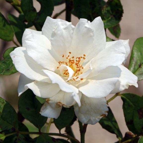 Roses Nursery Melbourne Rose Plants Delivery Melbourne All Green